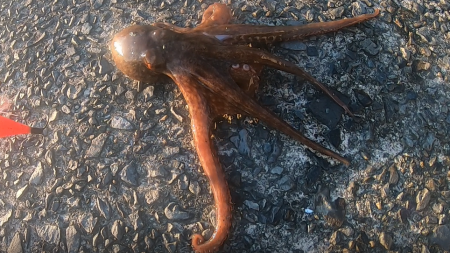 朝マズメ、タコング調査。タコカウント2匹目ｗ